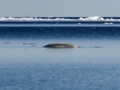 02A A Beluga Whale Surfaces On Day 5 Of Floe Edge Adventure Nunavut Canada